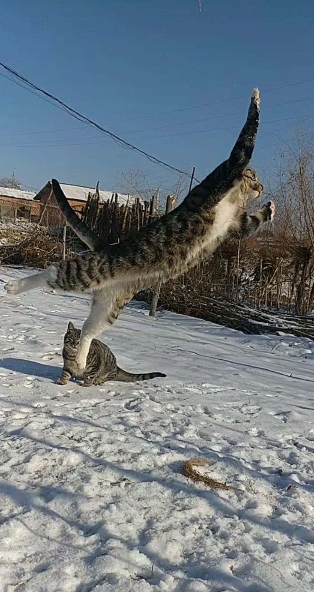 田园功夫猫#饿虎扑食