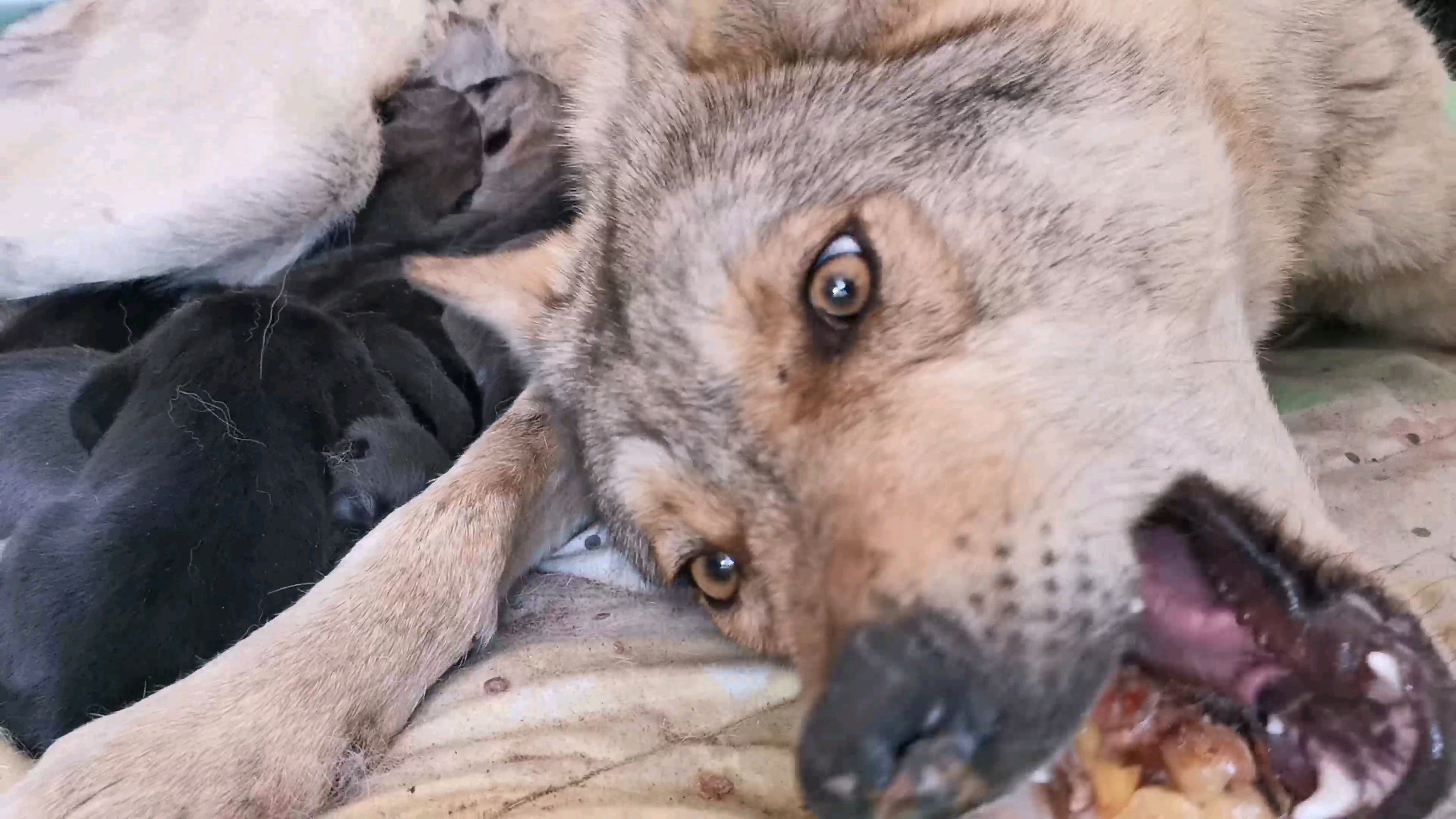 罕见草原狼生出黑狼崽!