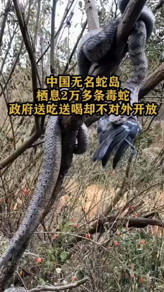 中国无名蛇岛栖息万多条毒蛇政府送吃送喝却不对外开放