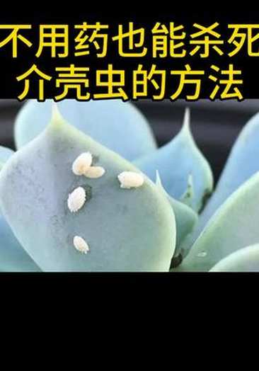 什么药可以慢性杀死人q1374918557手