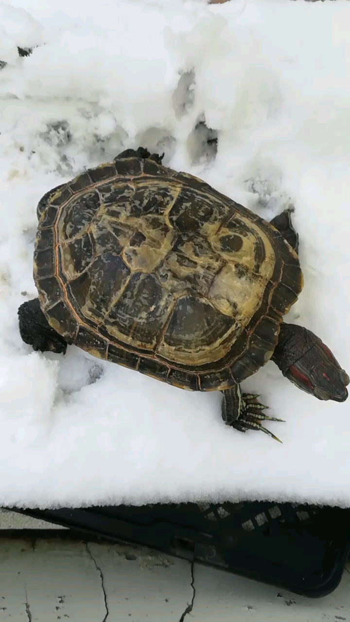 下雪了#第二次见雪不太怕了哈