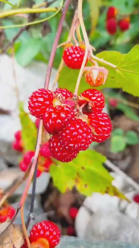 东北大山里的野果你吃过吗知道它叫什么名字吗