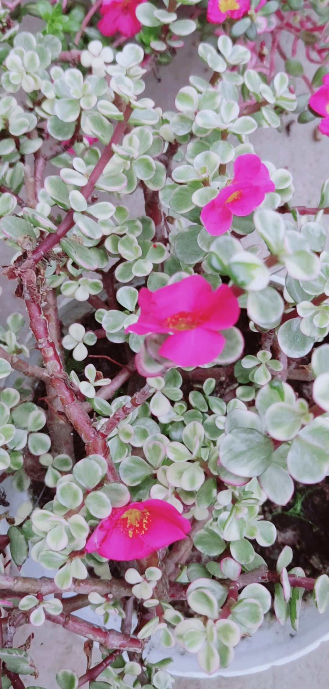 我的小花园#雅乐之舞开花了,哈哈