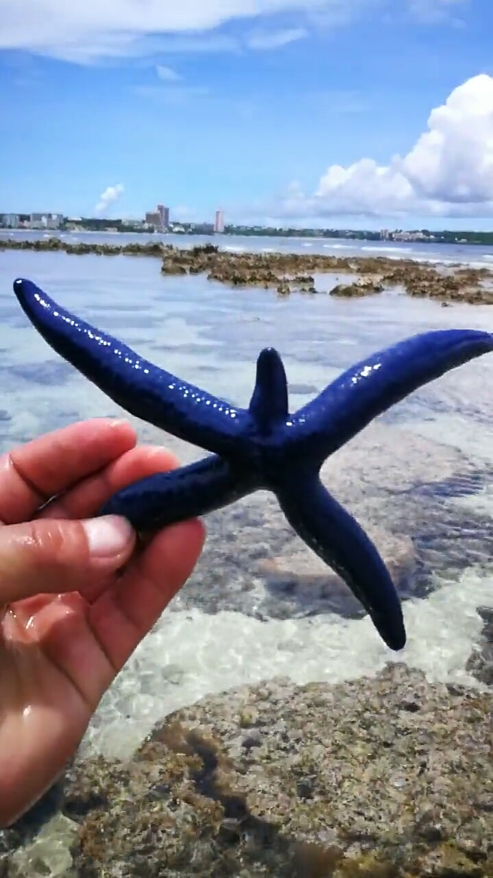 这海星是变异了吗?