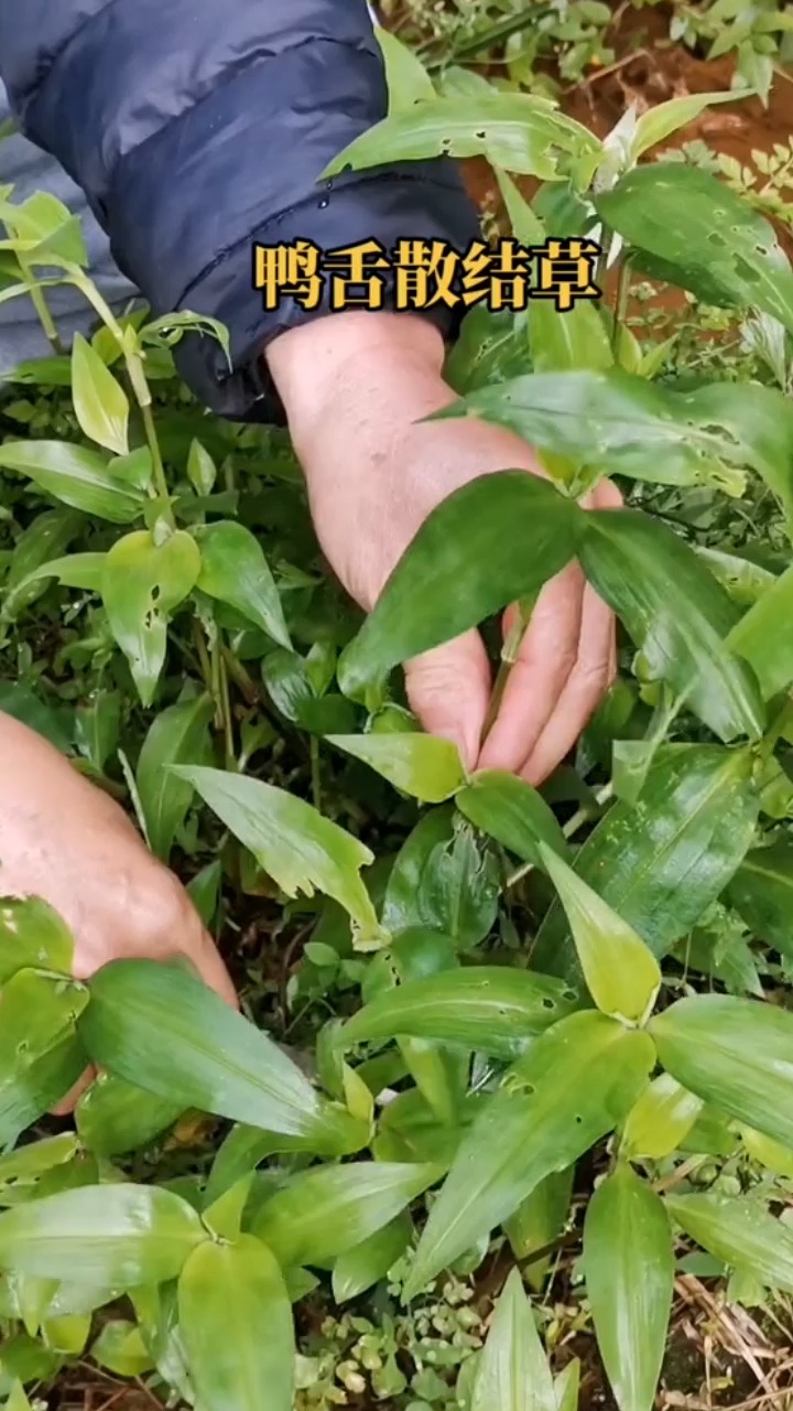 鸭舌草图片治咽喉炎图片