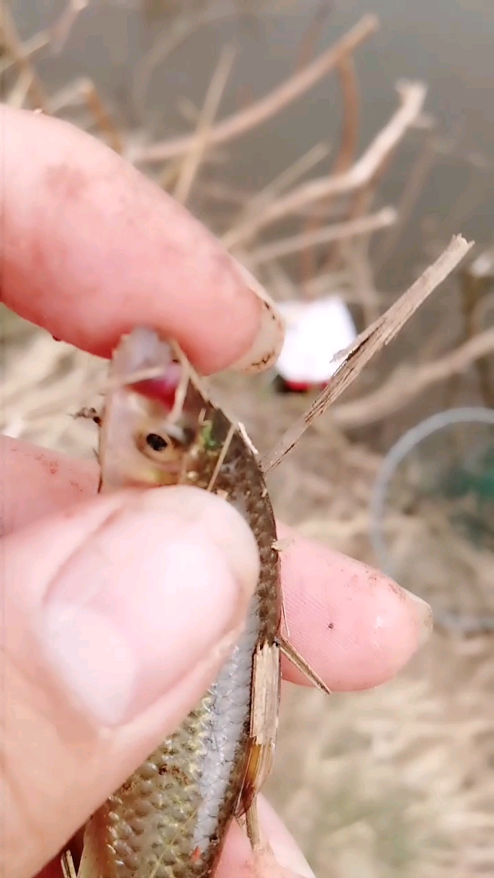 青鱼嘴上长红虫了