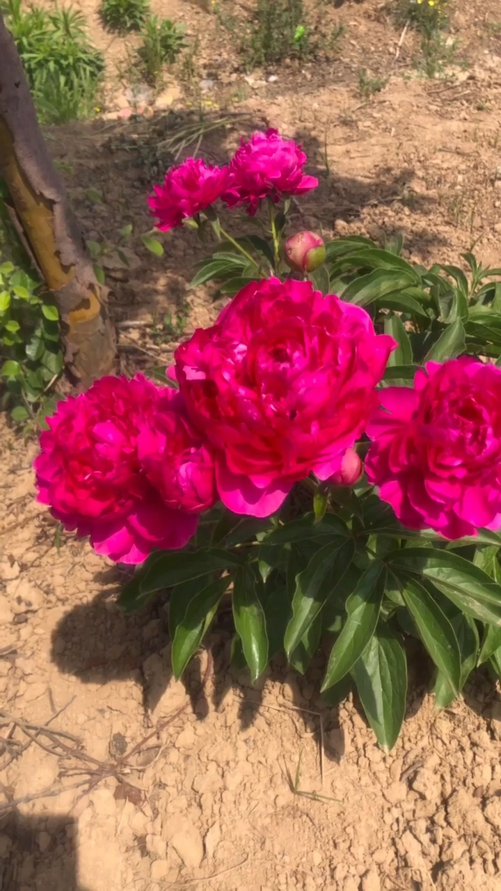 观赏芍药大富贵