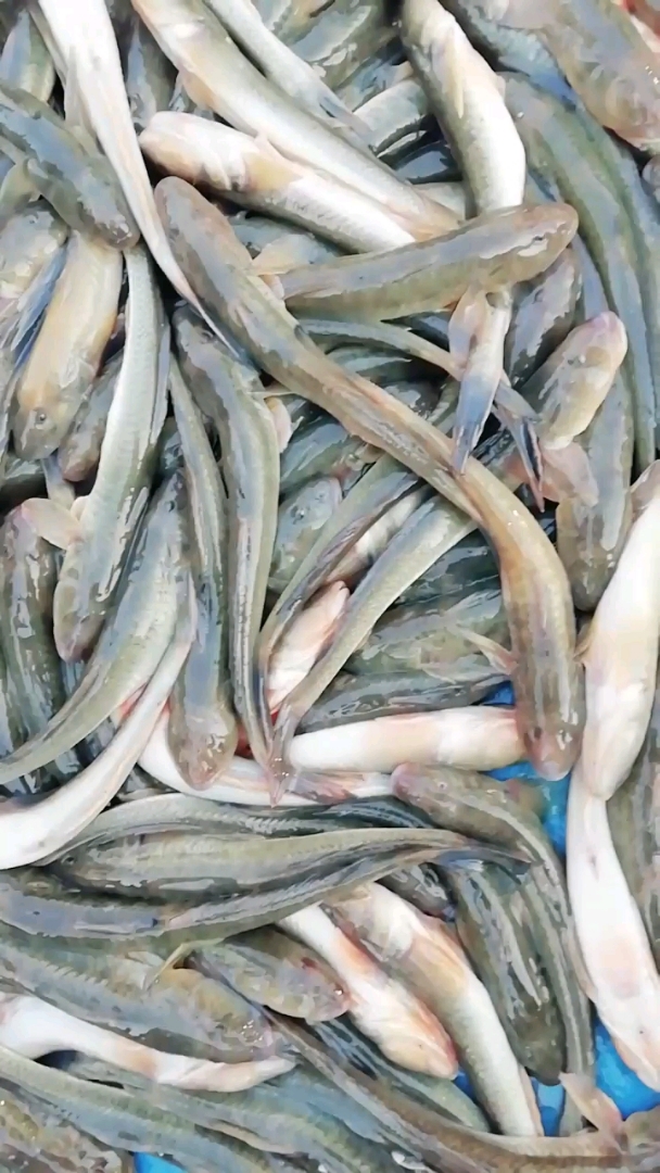 渤海湾鱼种大全图片