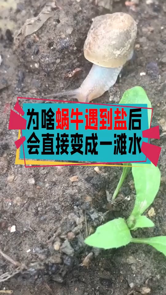 为什么蜗牛遇到盐后会直接变成一滩水看完涨知识了