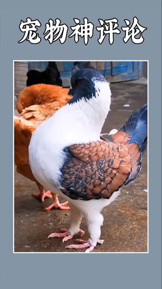 搞笑视频#和鸡杂交的鸽子这算啥?