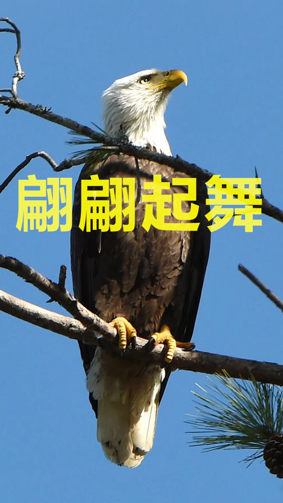 迷惑的求偶步伐#一对雌雄白头海雕看对了眼,深情牵起对方小手,爪子