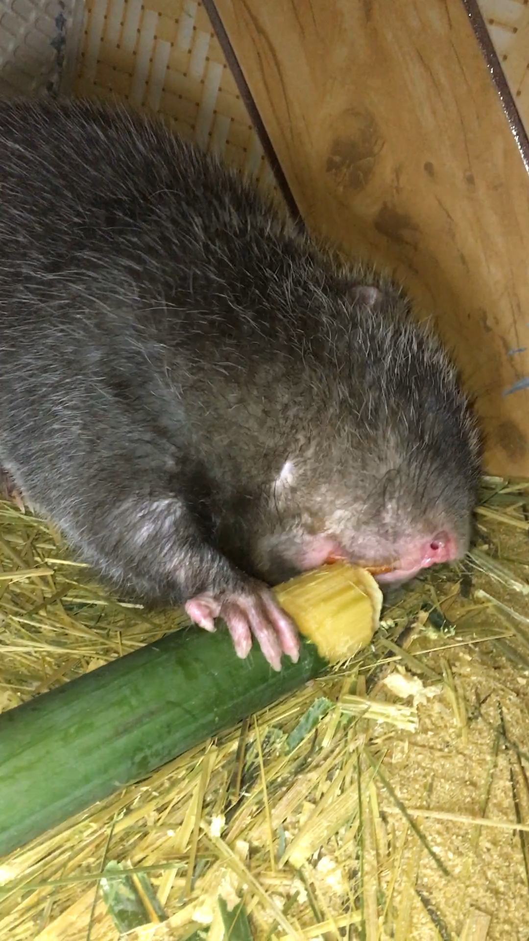 吃竹子的老鼠