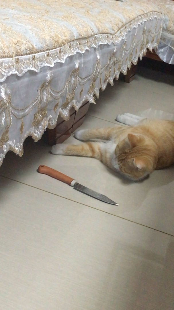 要了命了#都知道小李飞刀 这儿还有一只小猫玩刀 玩了一早上了