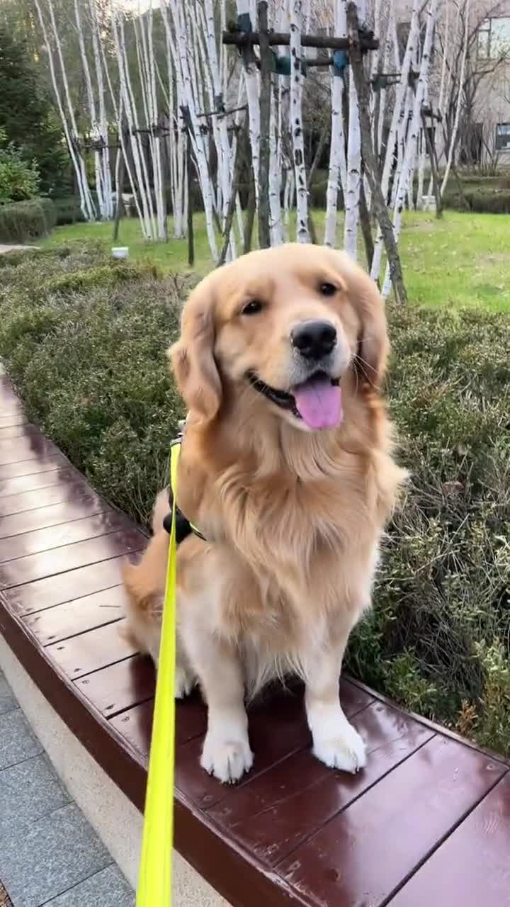 金毛大暖男这是嘛吖?