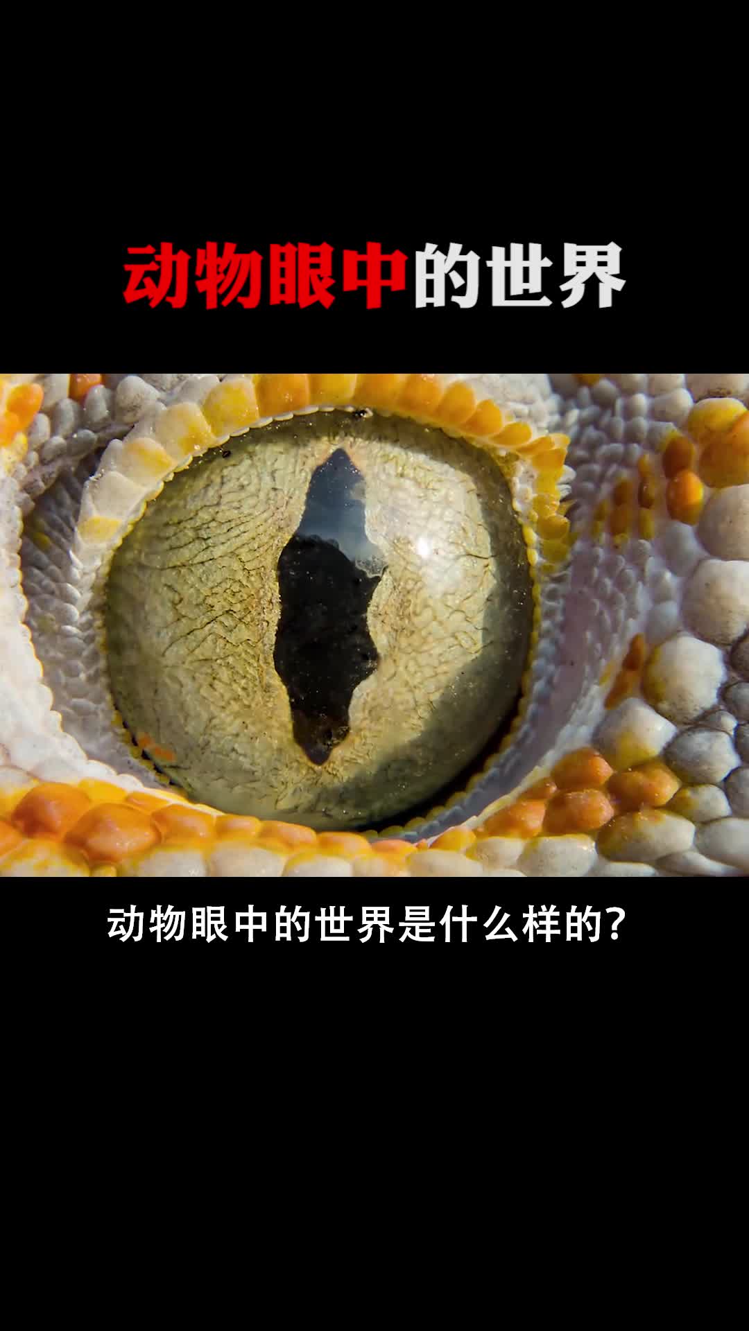 每天一点冷知识动物眼中的世界