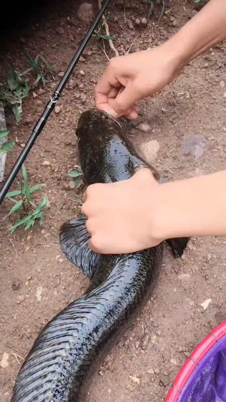 娱乐#男子在河里钓到大黑鱼,诱饵咬得太紧了,怎么都取不出来