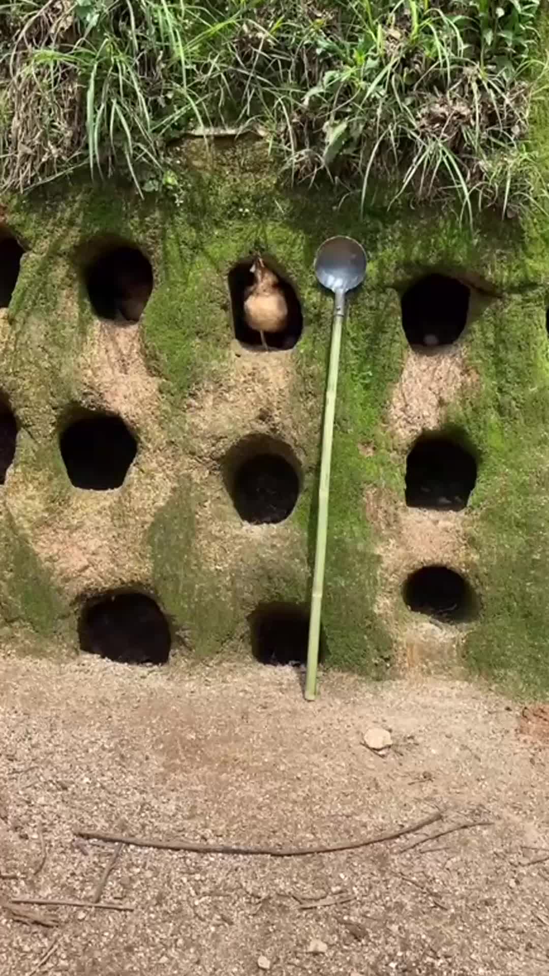 你们想知道它是怎么进鸡洞的吗?又是怎么认识自己的家的?我也想知