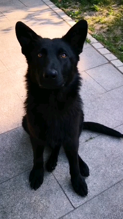 我家萌宠成精了#第1次见小黑狼这样子咧嘴笑