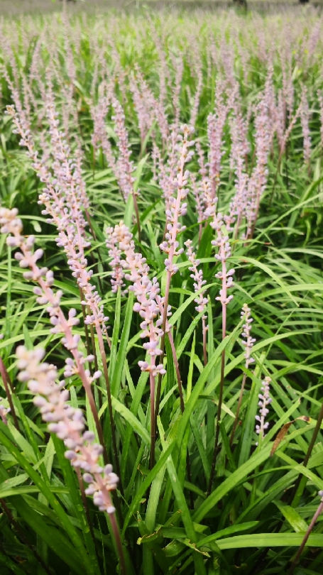 麦冬花开了,达活泉公园内,随处可见.