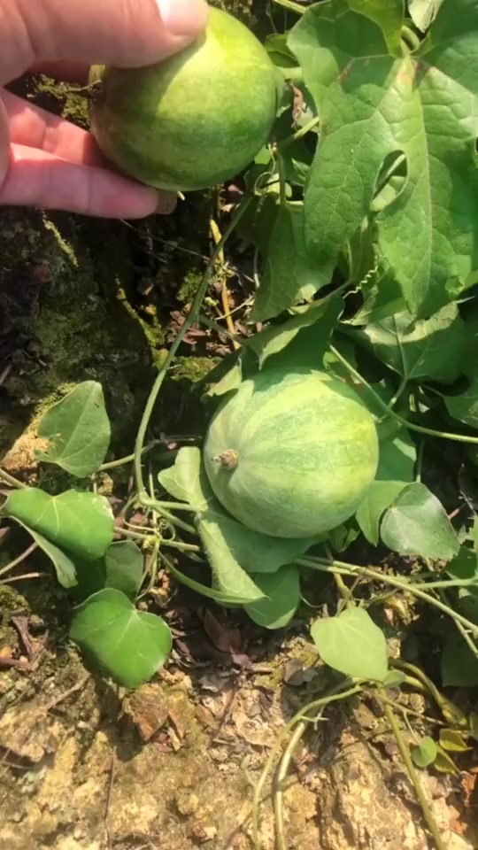 搞笑段子#这是山上长的,谁认识这种是什么野瓜