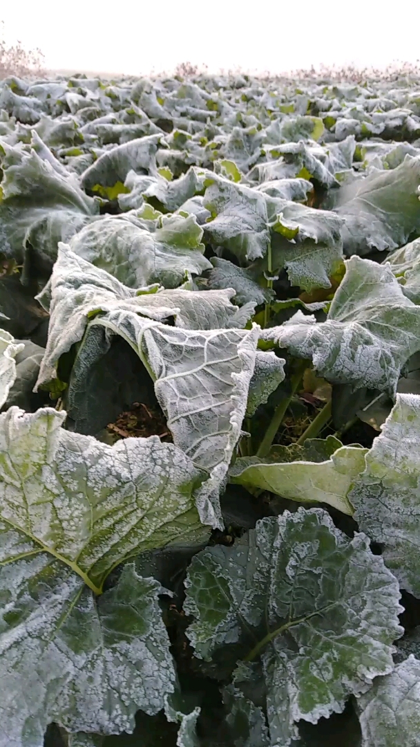 霜冻农作物图片