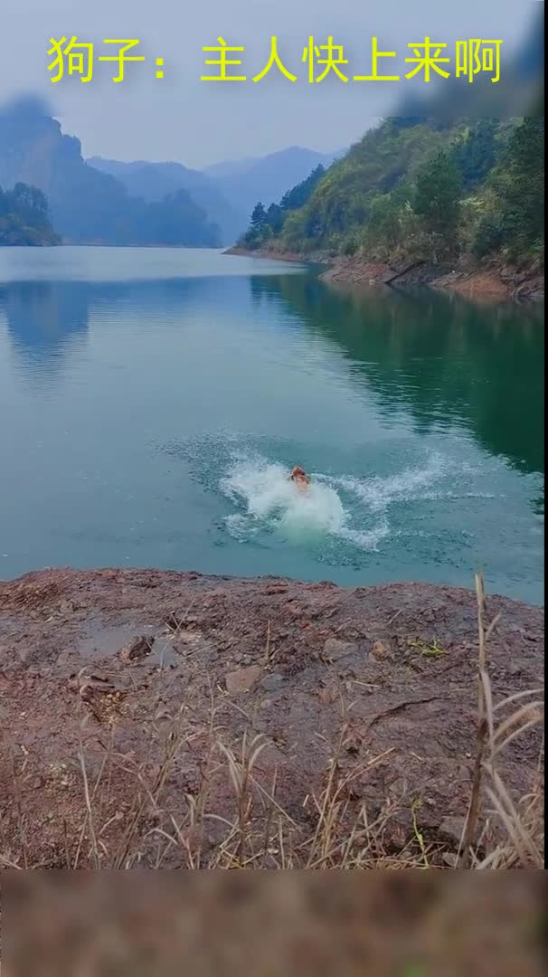 看完这8秒,相信你们就会知道为啥这么喜欢金毛了,它不会犹豫只有冲