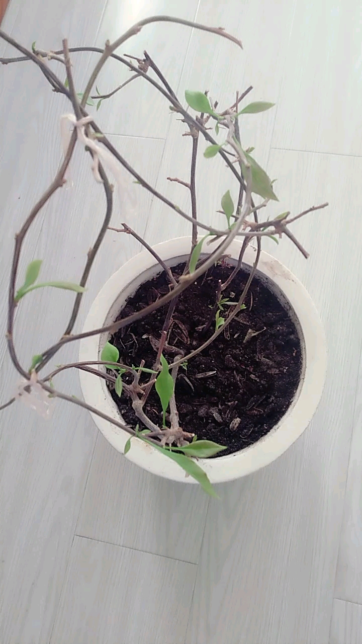 三角梅发芽啦!关注我,关注全民小视频