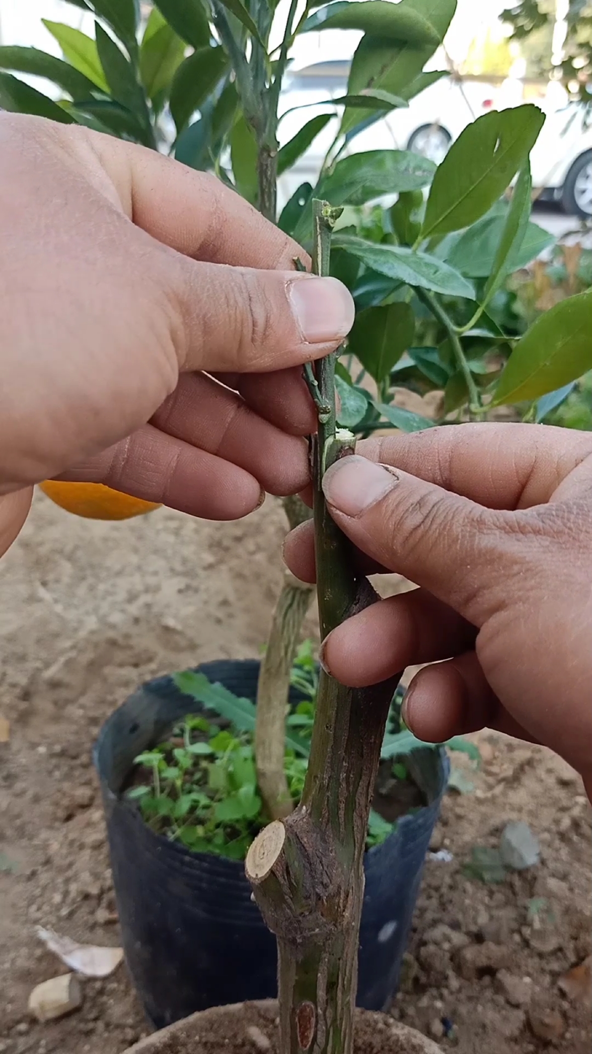 嫁接高手#劈接柚子技术,成活率百分之百