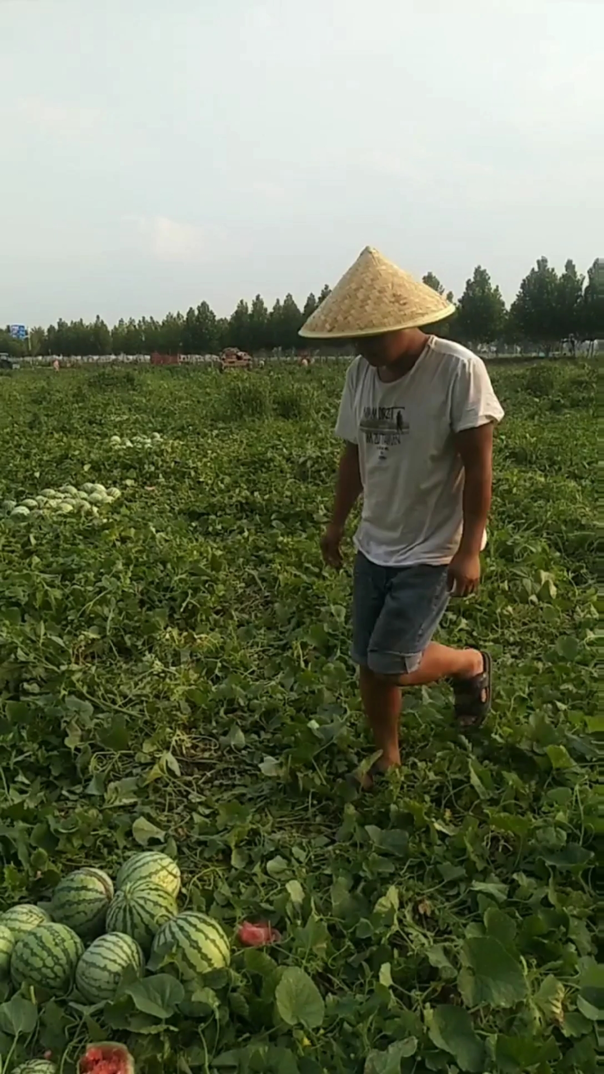 农民种地真的很不容易,辛辛苦苦大半年结果西瓜1毛钱一斤都没有人要