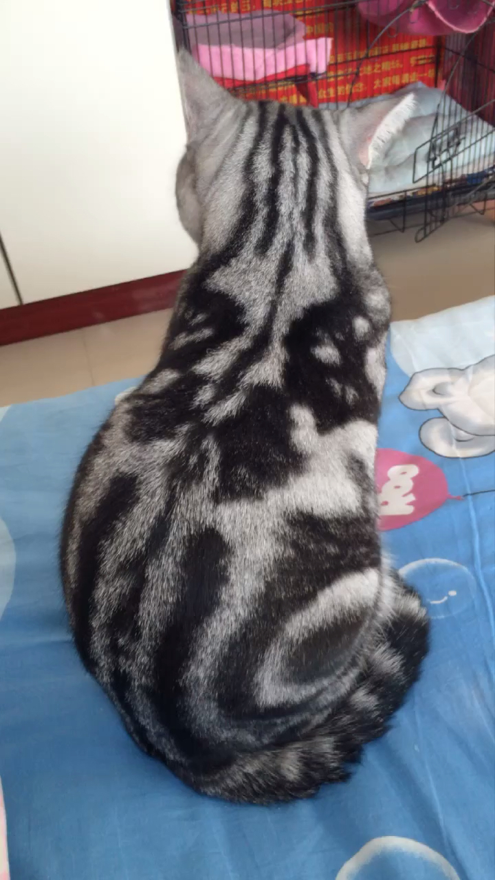 看好了,这斑纹才是蝴蝶斑川字背回字纹美短猫的必须要求!