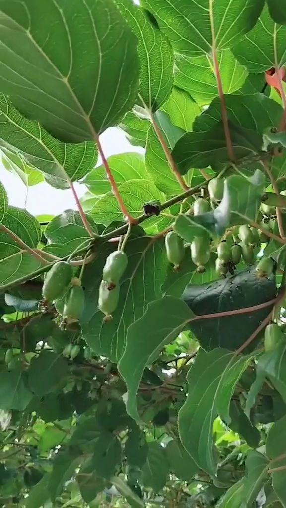 軟棗獼猴桃開花到現在20天