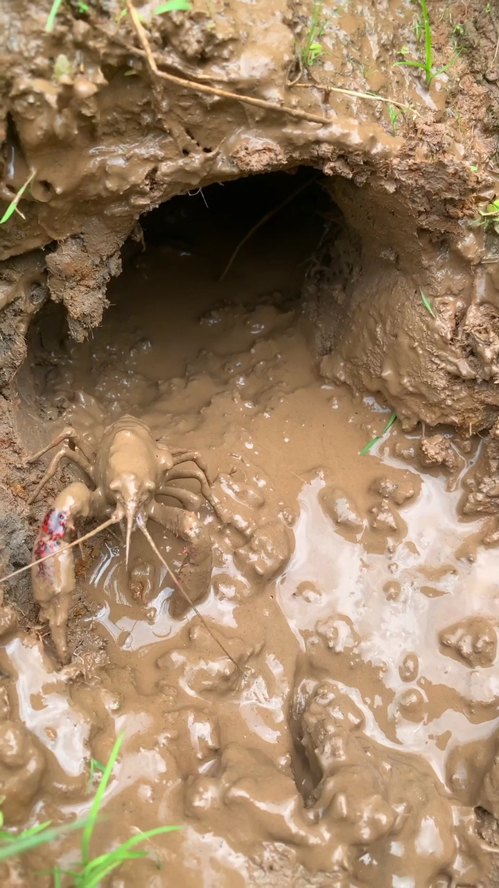 挖开这个龙虾洞之后我掉头就跑,你知道里面有什么吗?进来看看