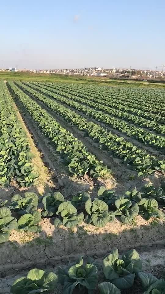 日本农村田地里种植的蔬菜