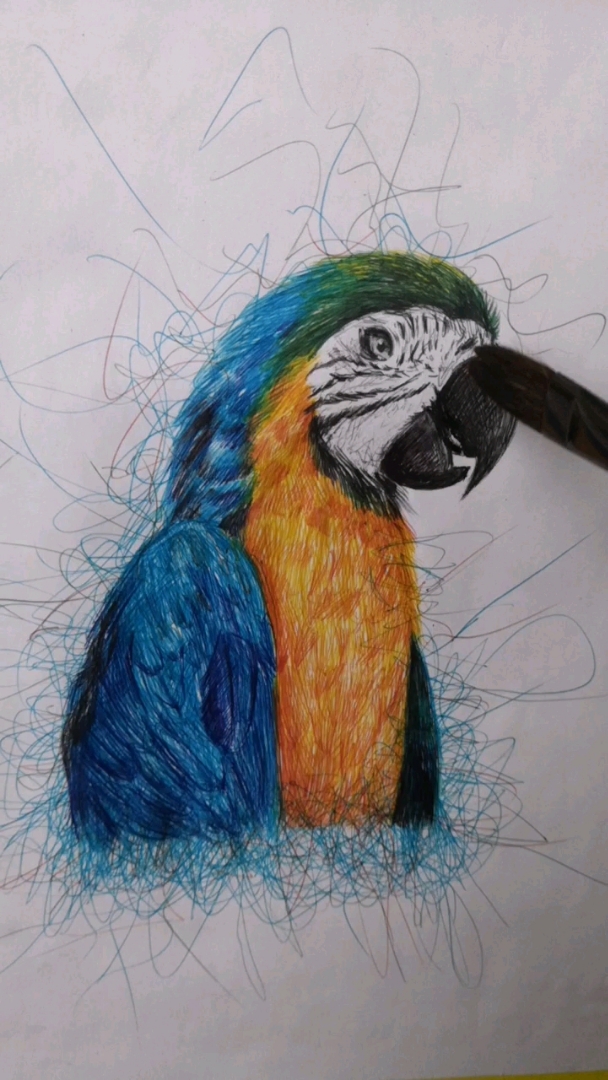 2元的圆珠笔手绘一只鹦鹉