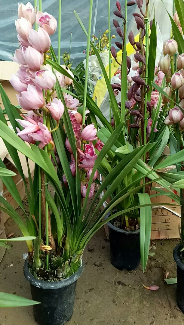 各种颜色的大花蕙兰,想要知道冬季应该怎么养护,可以留言哦