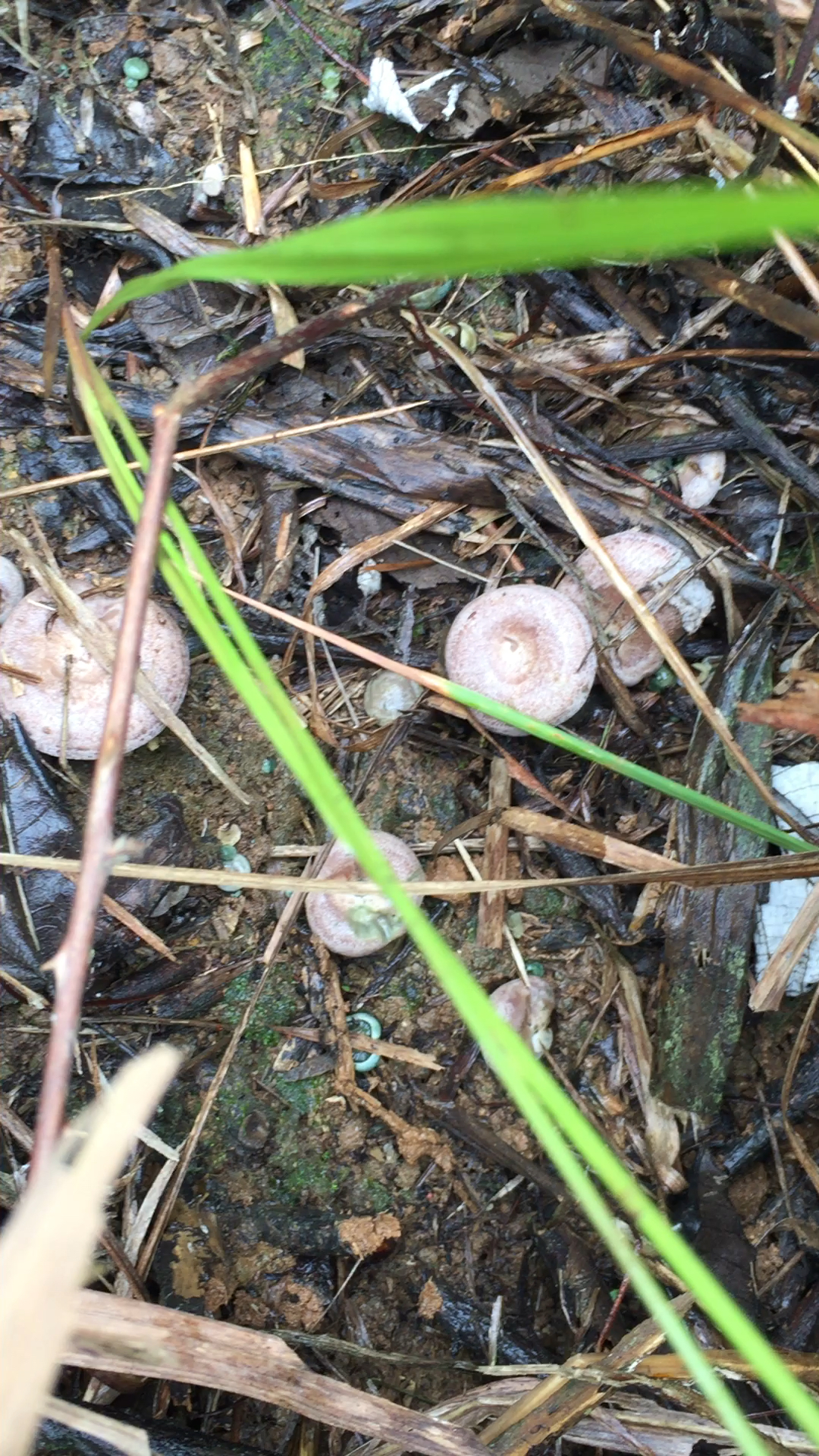 明天早上爬山捡天鹅菌,我们这里好多,老铁们你们那里有没有呢,非常