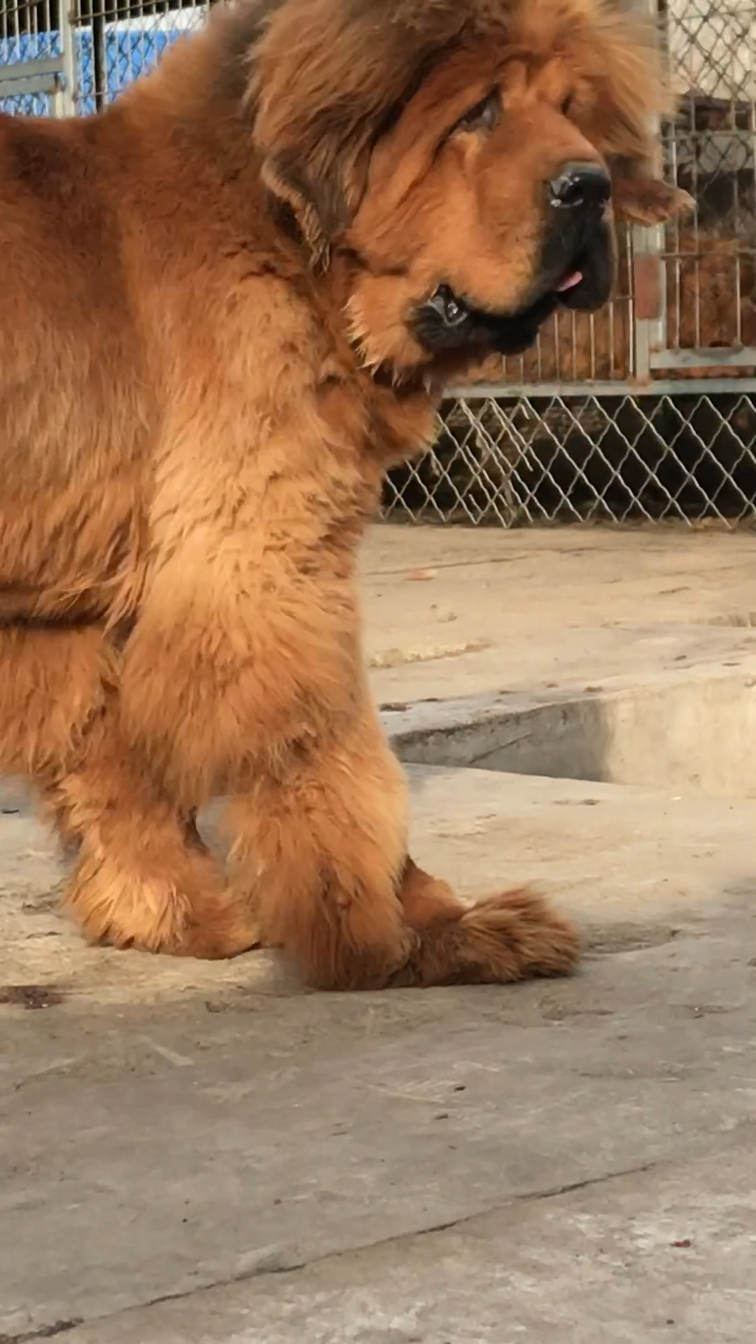 总要看剃毛的藏獒 看吧 这是夏天剃的