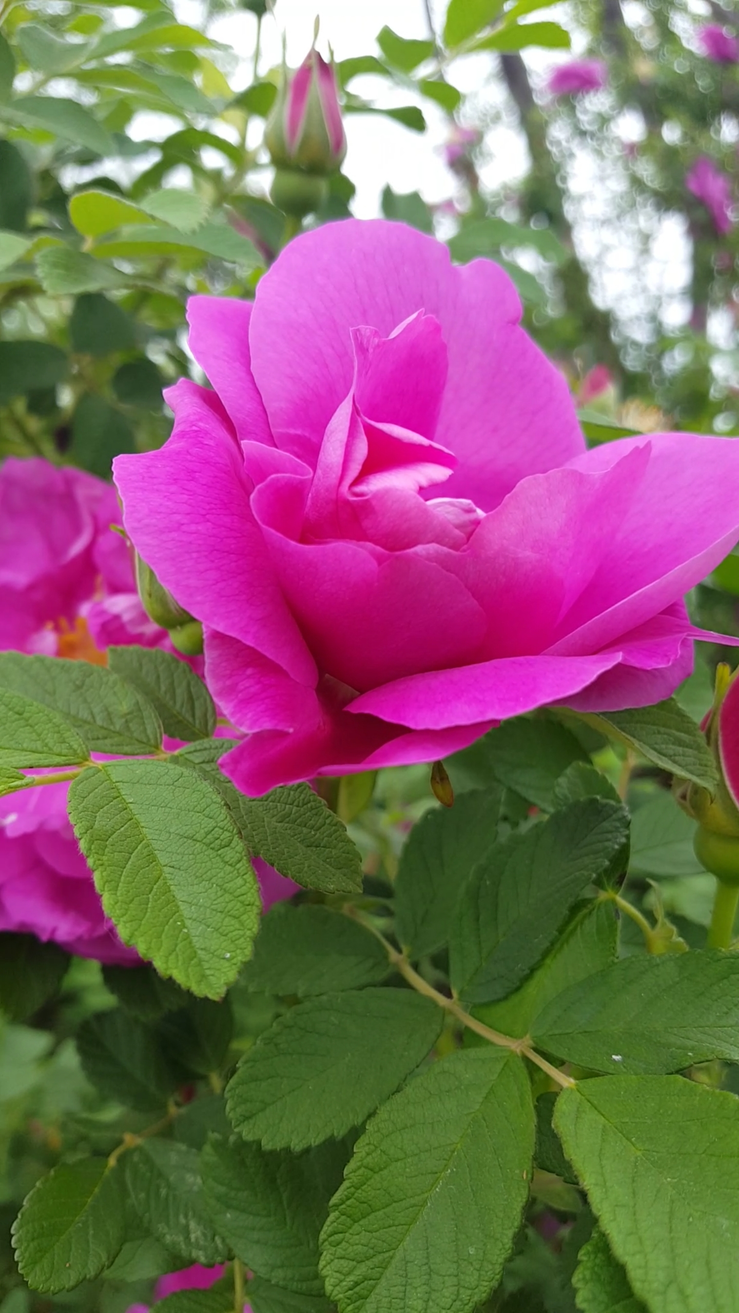 镜头里的春天#漂亮的粉色花艳丽漂亮