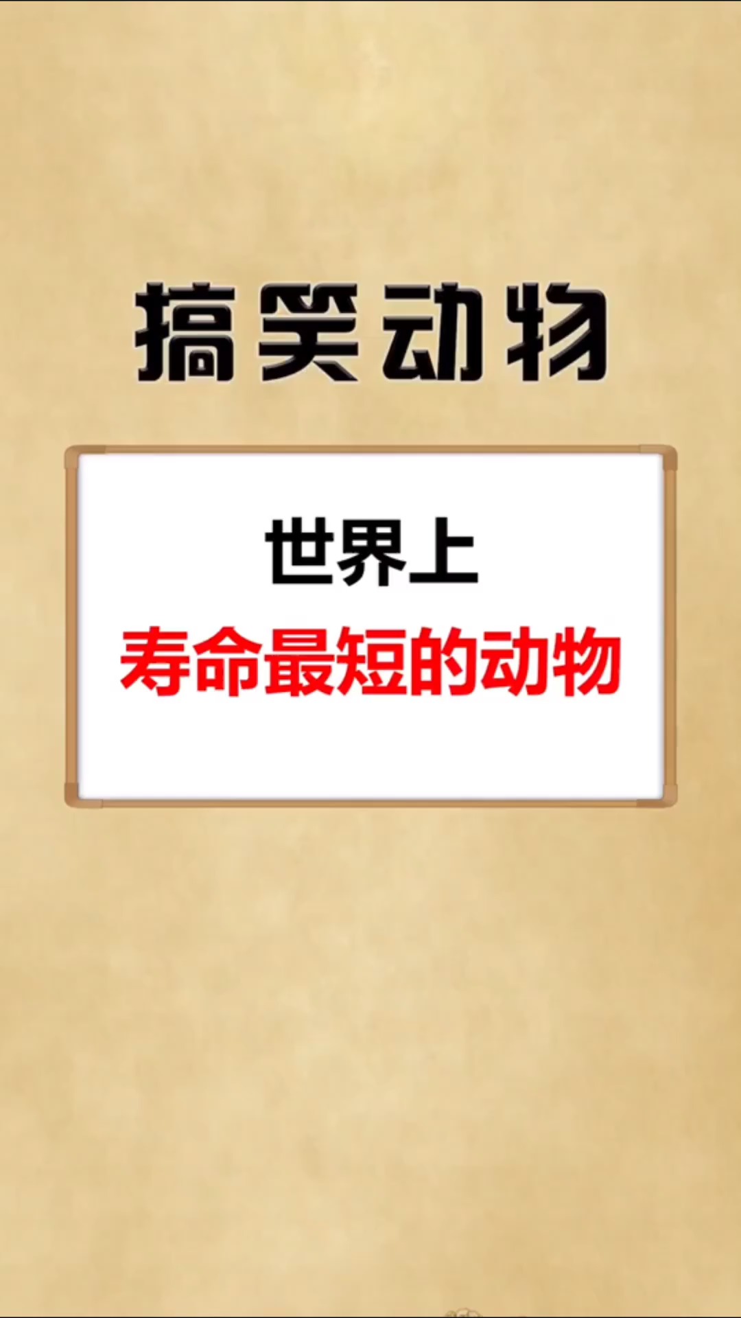 动物世界世界上寿命最短的动物