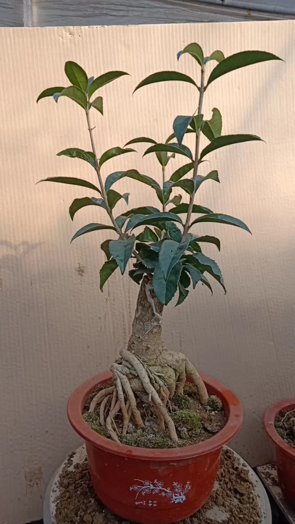 桂花盆景 月桂 四季系列