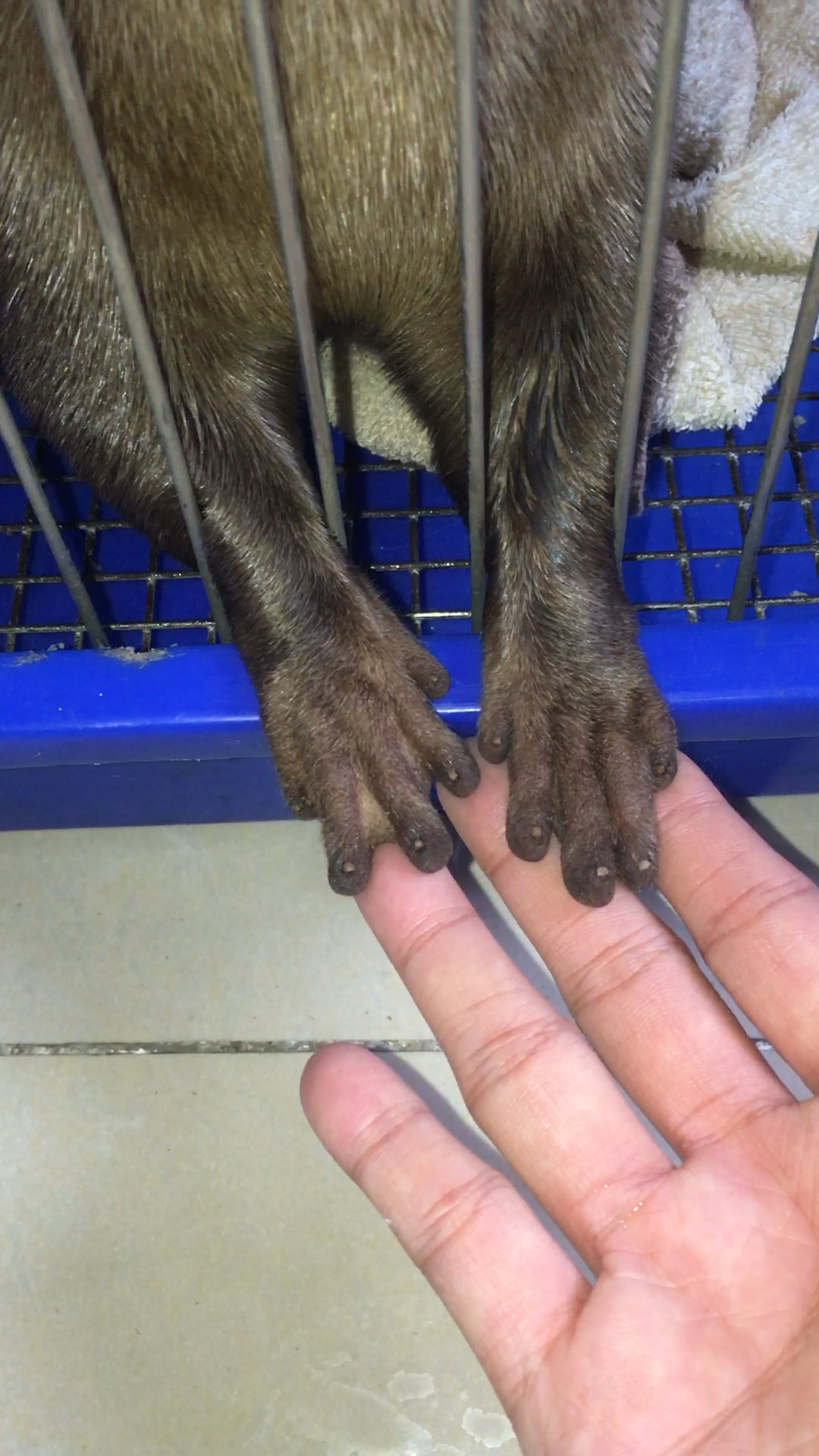 这双非洲黑手太黑了