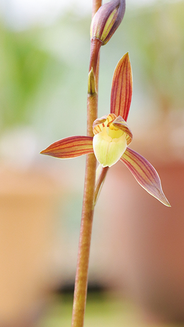 兰花墨兰矮种花艺双全品种双美人开花明艳动人