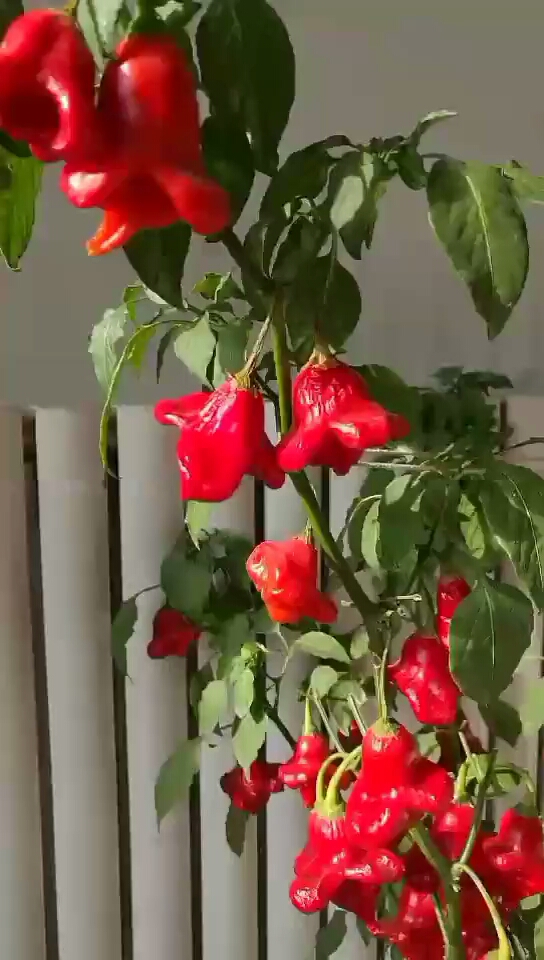 元宝辣椒#元宝辣椒