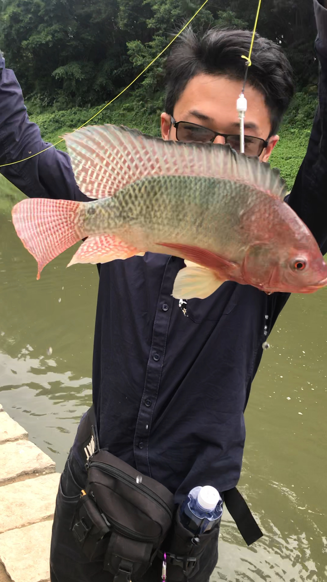 野生福寿鱼,见过没