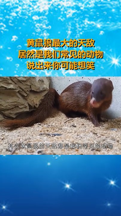 奇闻趣事抢先看#黄鼠狼最大的天敌,居然是我们常见的动物,说出来你