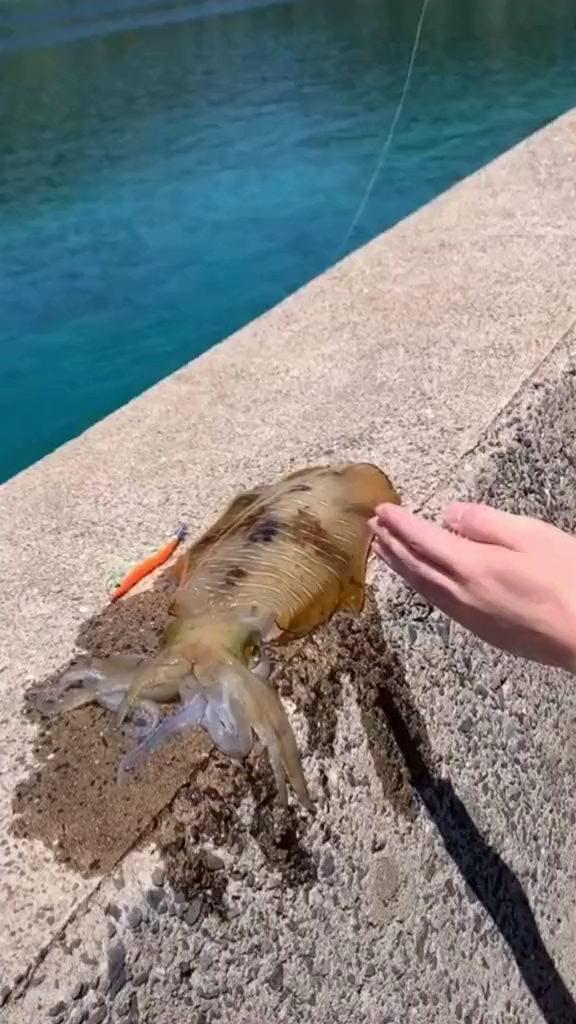 我要上热门#惊现变色乌贼一只