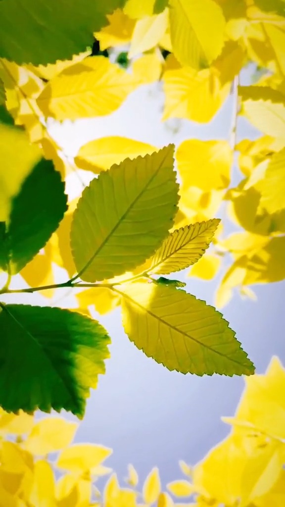 阳光治愈系,温暖,开心,好运