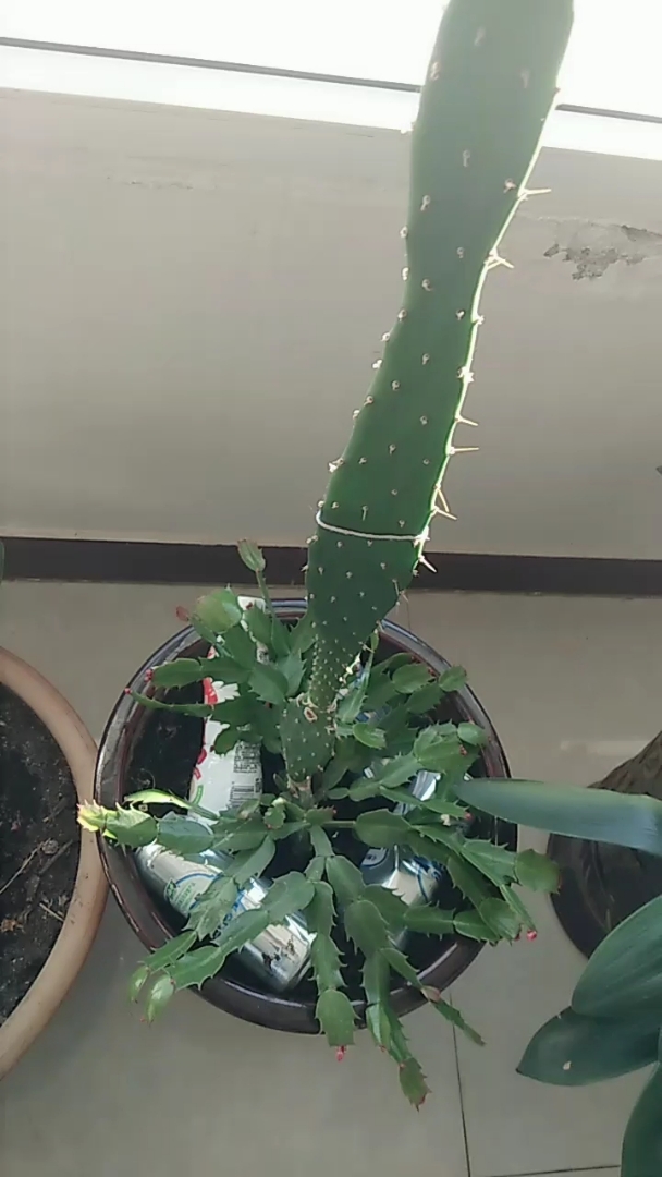 看看我家嫁接的仙人掌