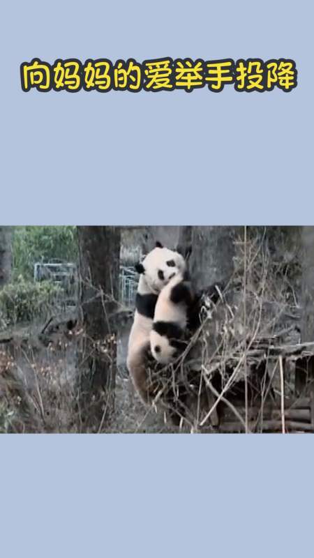 我要上热门#向妈妈的爱举手投降,小熊猫的任何举动都萌翻了我的内心