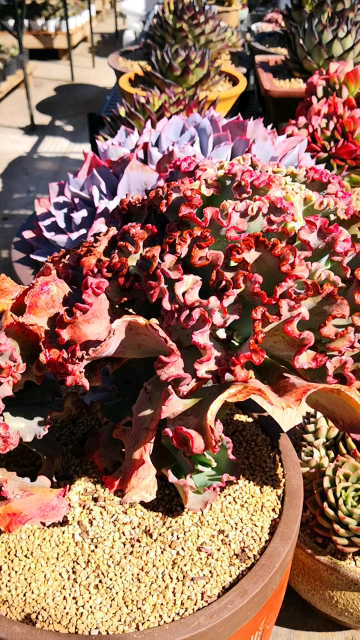 有一种可爱叫多肉!#女王花笠红起来,这造型和颜色真好看!